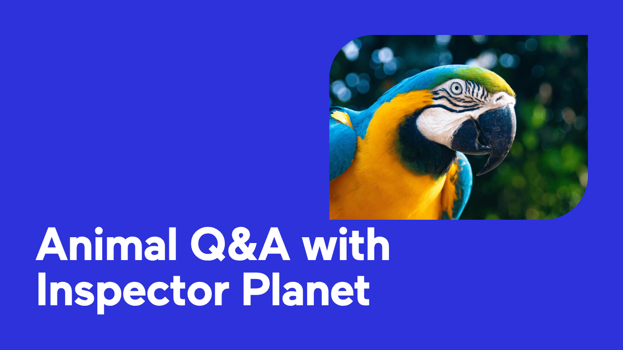 Colorful parrot with blue and yellow feathers next to text 'Animal Q&A with Inspector Planet'.
