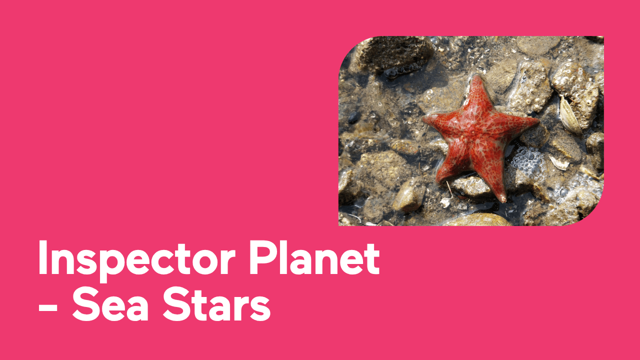Red sea star on rocky shore with pink text overlay 'Inspector Planet – Sea Stars'.
