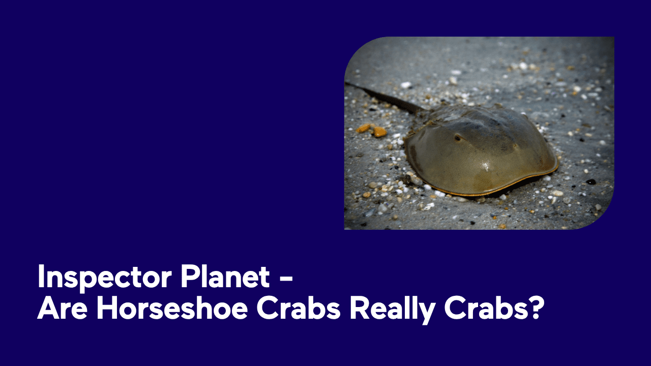 A horseshoe crab on a sandy beach at close range.