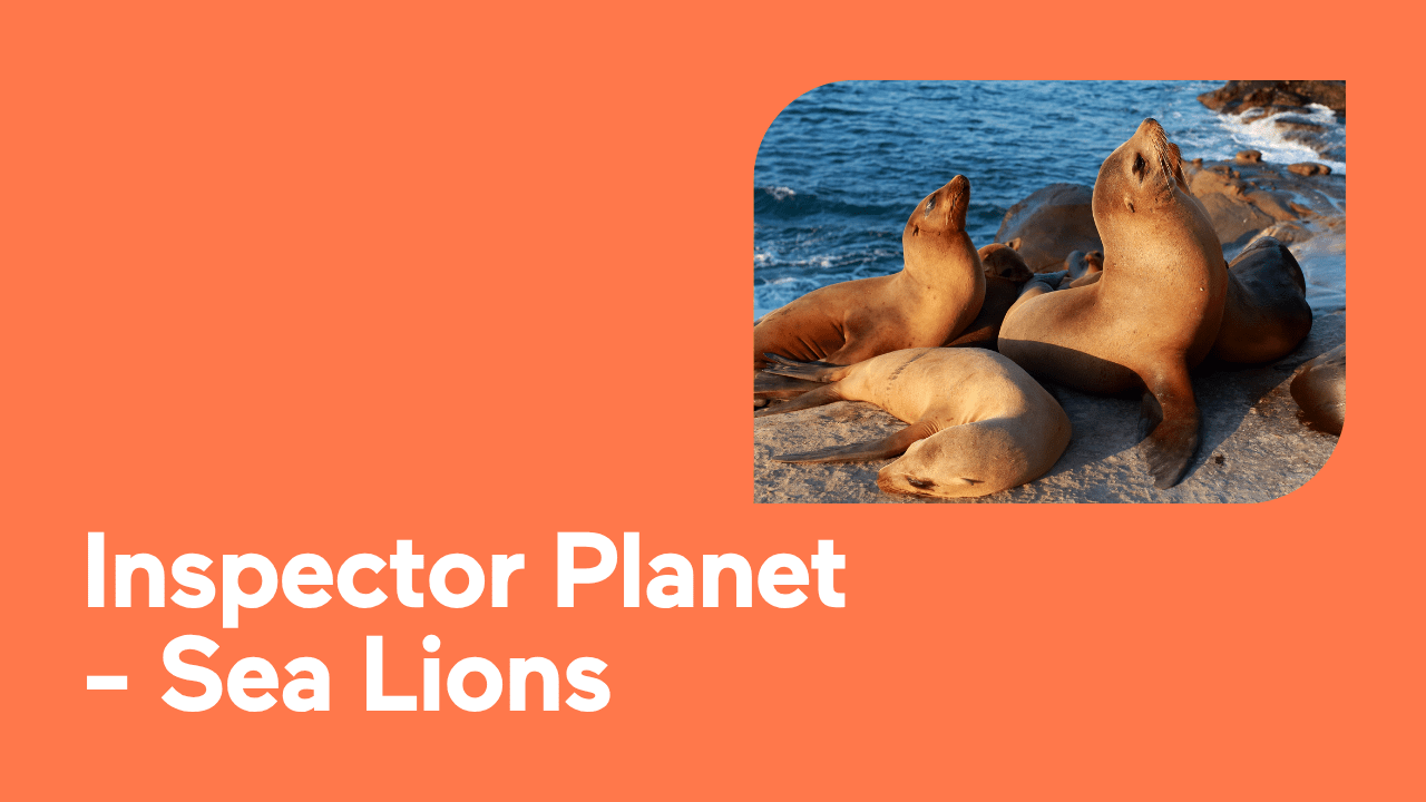 Sea lions resting on rocky shore beside the ocean under clear sky.