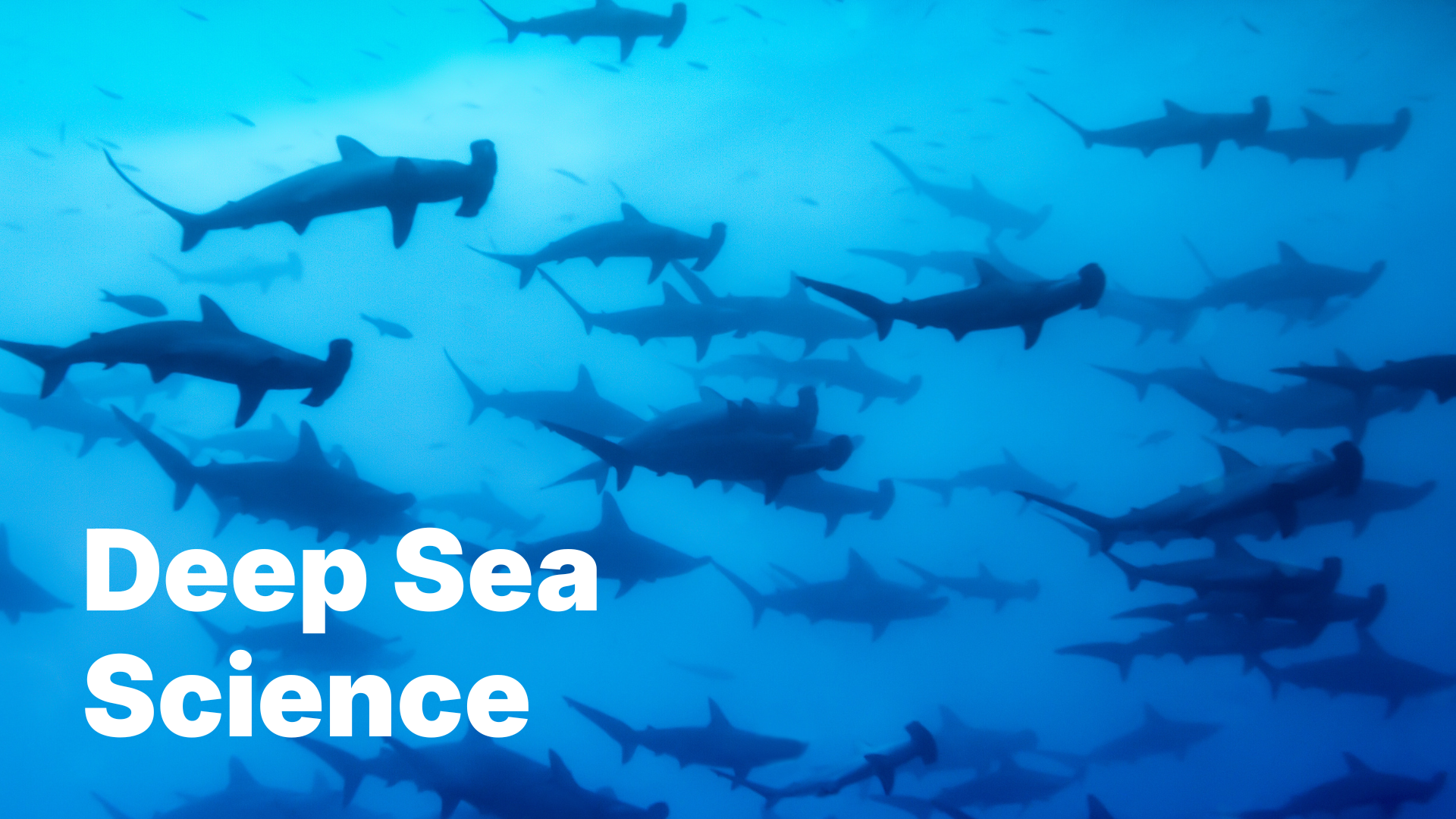 School of hammerhead sharks swimming in deep blue ocean