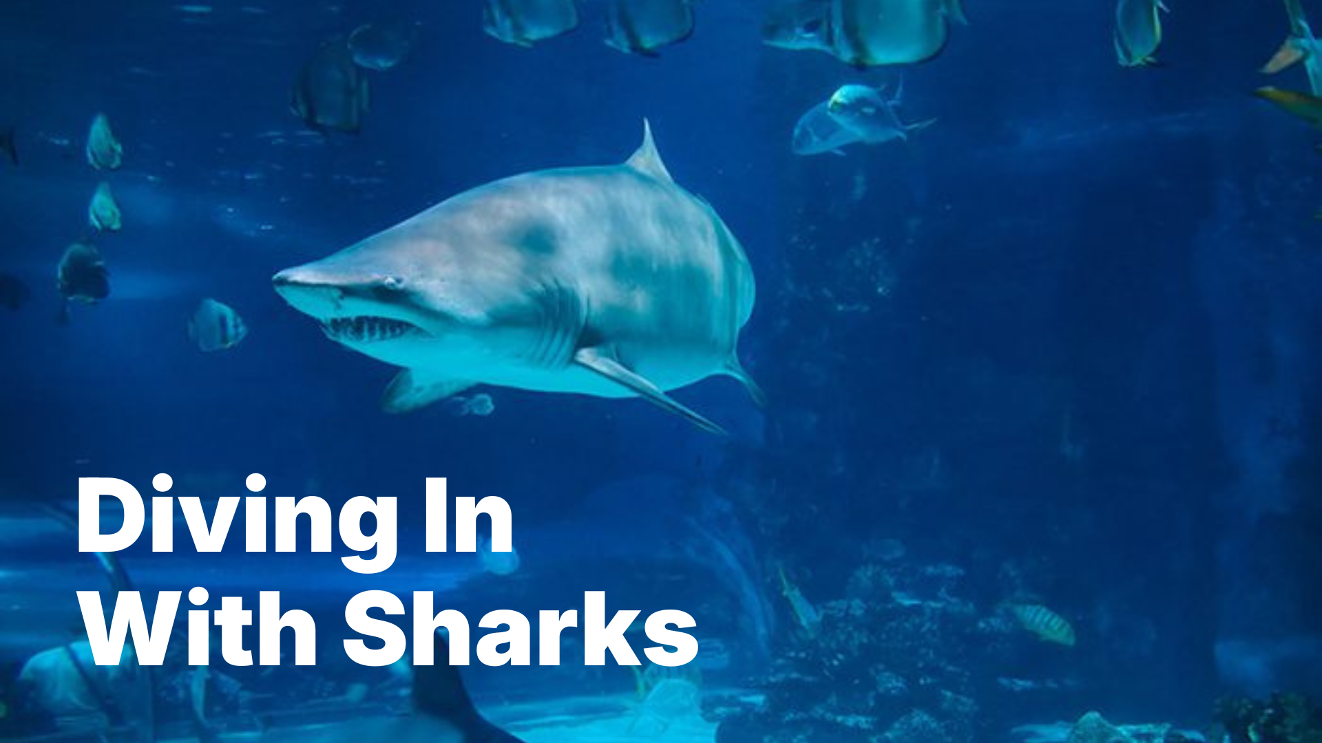 Shark swimming in an aquarium surrounded by fish with text overlay.