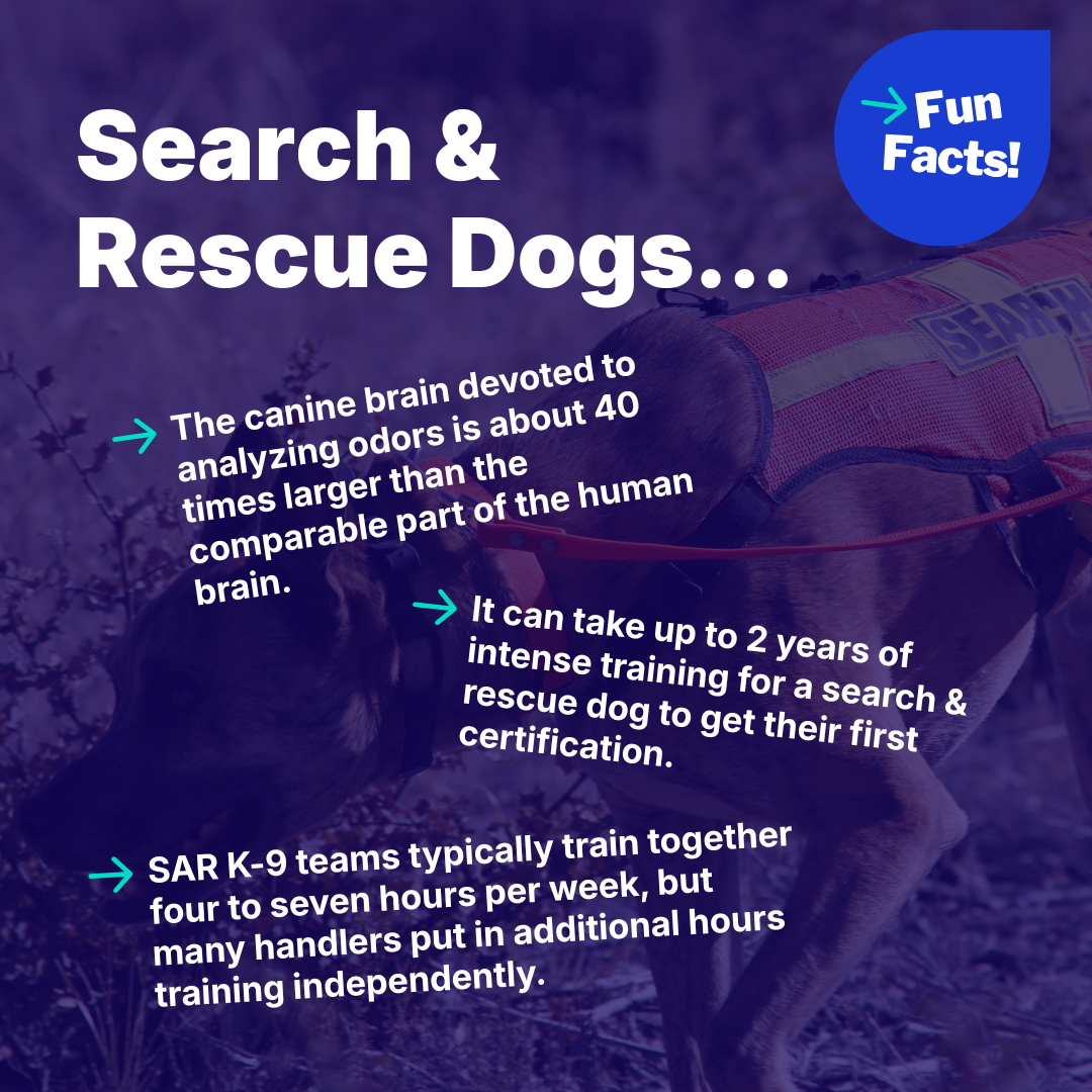 Informational graphic on search and rescue dogs with training facts.