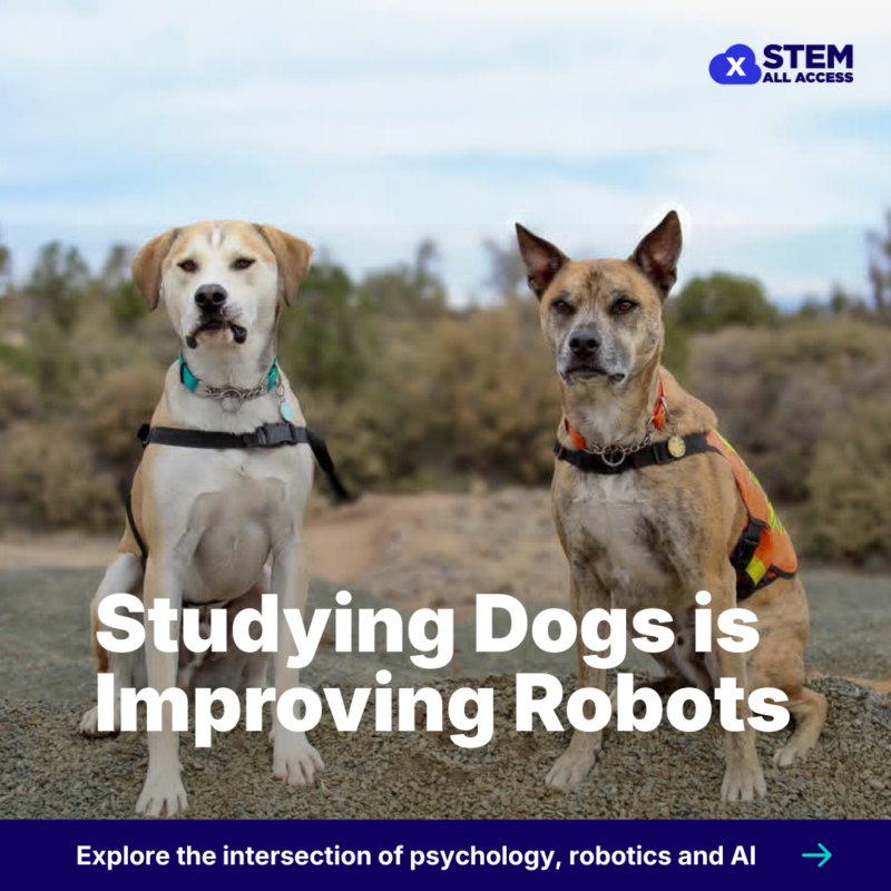 Two rescue dogs sitting outdoors with text about studying dogs and robots