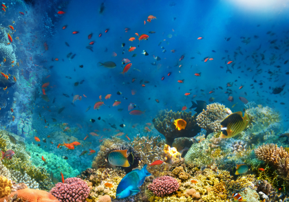 colorful fish swimming in a reef with bright blue water