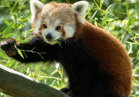Red panda climbing on a tree branch surrounded by green leaves.