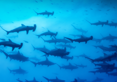 A large school of hammerhead sharks swimming in deep blue ocean waters.