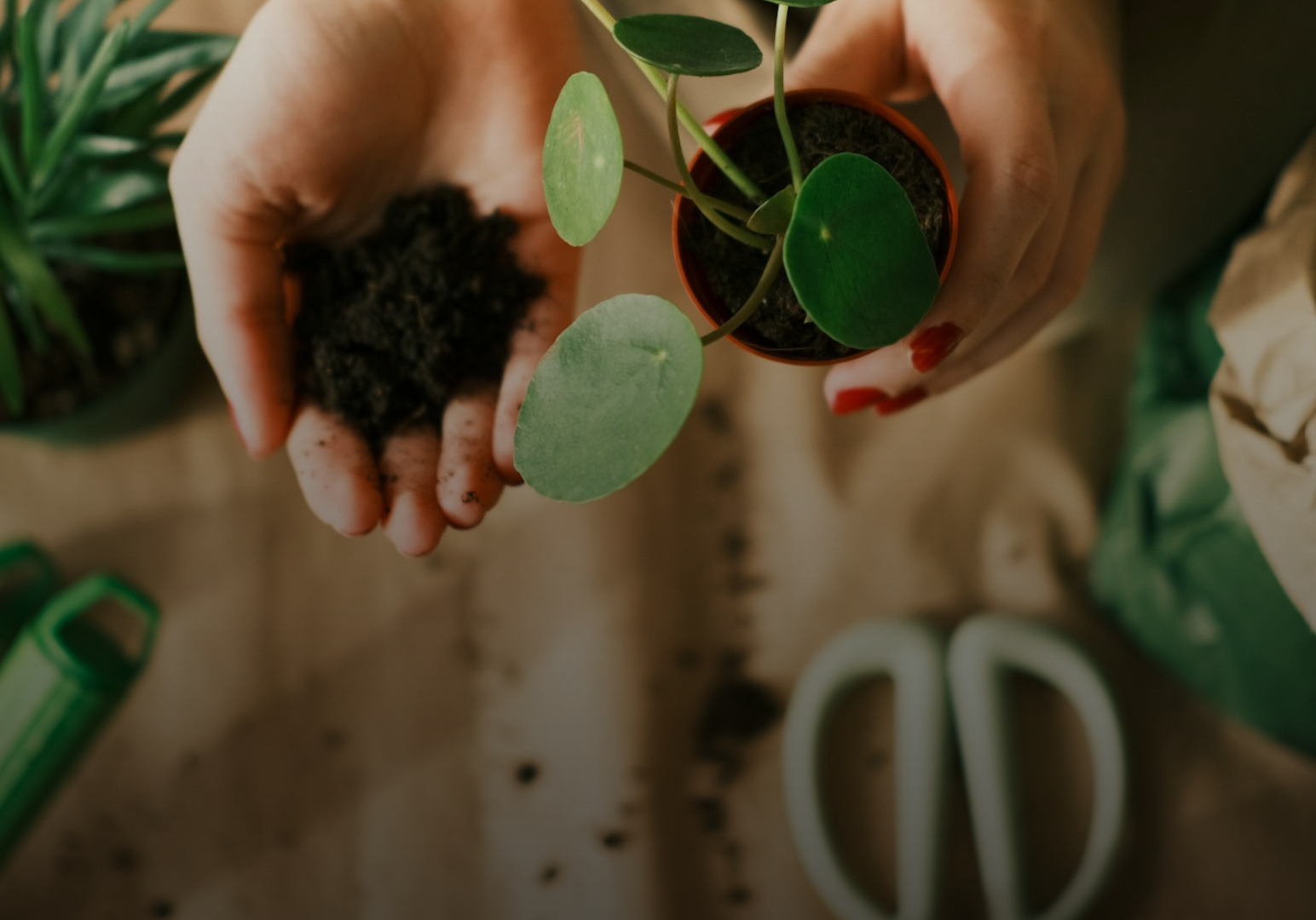 Hands holding soil and a small plant with gardening tools nearby.