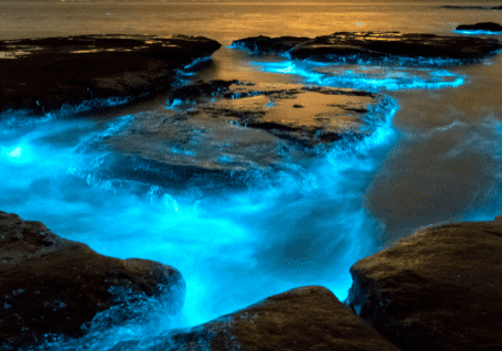 Bioluminescence and Diversity in Ecosystems