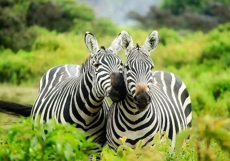 Wild About Animals Video Thumbnail