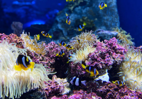 Exploring Ecosystem Dynamics