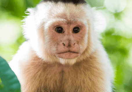 Close-up of a capuchin monkey in a lush green forest setting.