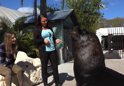 Inspector Planet with Dr. Tracy Fanara - Sea Lions