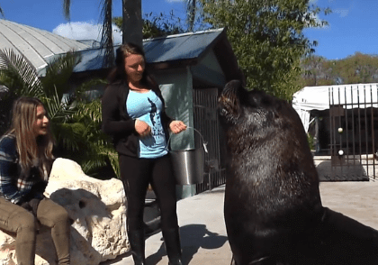Inspector Planet with Dr. Tracy Fanara - Sea Lions