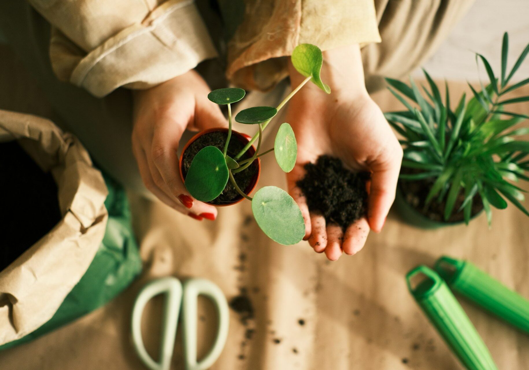 Gardener holding a potted plant and dark soil.