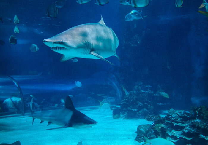 shark in aquarium