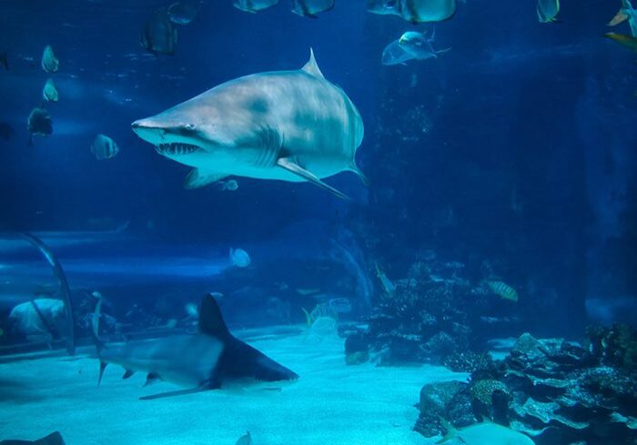 shark in aquarium
